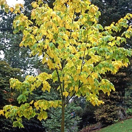  - acer_pennsylvanicum_planfor01