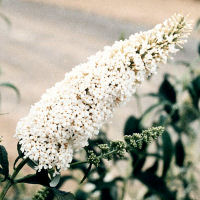 Buddleia White