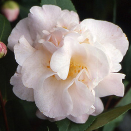 high fragrance camellia