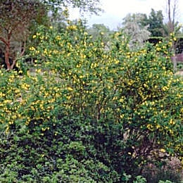 Coronilla Emerus