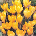 Crocus Grand Jaune Crocus Grand Jaune