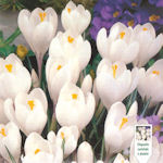 Crocus Jeanne d'Arc Crocus Jeanne d'Arc