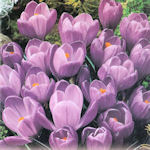 Crocus Remembrance Crocus Remembrance