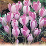 Crocus Vanguard Crocus Vanguard