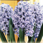Hyacinth Bleu de Delft Hyacinth Bleu de Delft