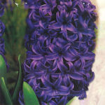 Hyacinth Blue pearl Hyacinth Blue pearl