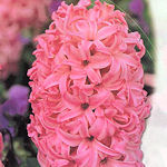 Hyacinth Pink pearl Hyacinth Pink pearl