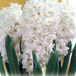 Hyacinth White pearl Hyacinth White pearl