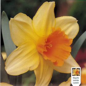 Daffodil fortissimo Daffodil fortissimo