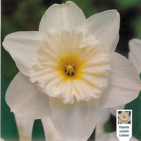 Daffodil Ice Follies Daffodil Ice Follies