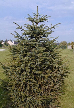 Picea Sitchensis