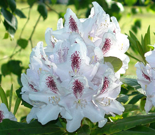 Rhododendron, Calsap : Buy Rhododendron, Calsap   Rhododendron Calsap