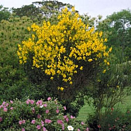 Broom Honey Myrtle