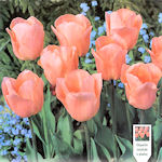 Tulip Apricot Beauty Tulip Apricot Beauty
