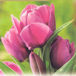 Tulip Purple Bouquet Tulip Purple Bouquet