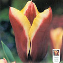 Tulip Gavota Tulip Gavota