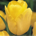 Tulip Golden Present Tulip Golden Present