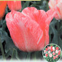 Tulip Hémisphère Tulip Hémisphère