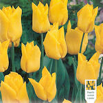 Tulip Yokohama Tulip Yokohama