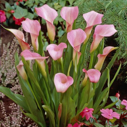 arum-lily-rehmannii-buy-arum-lily-rehmannii