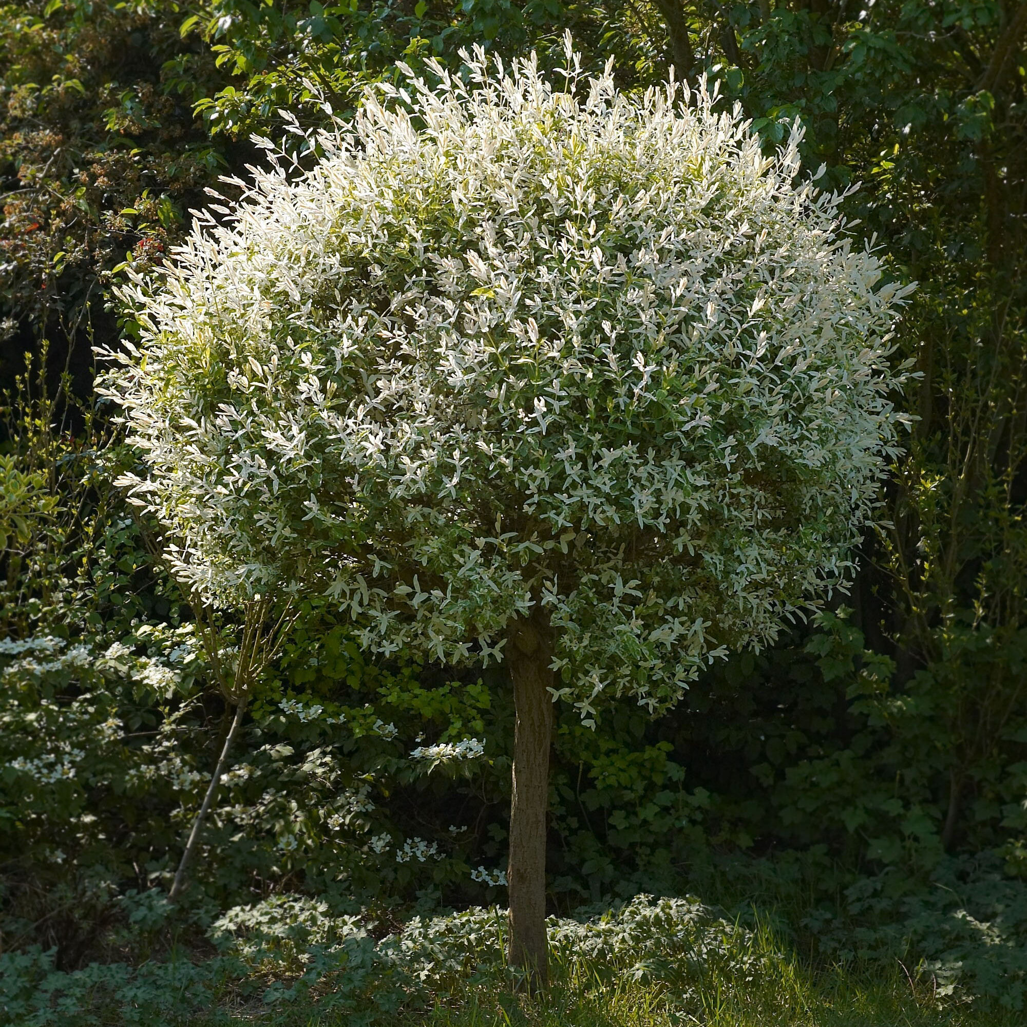 Willow Japanese Dappled Buy Willow Japanese Dappled Salix Integra